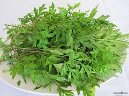 Trước kia, người dân địa phương thường hái rau sao nhái về ăn đổi bữa, vừa ngon lại lạ miệng. Ảnh: Internet