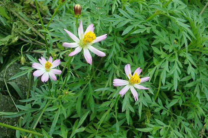 Rau sao nhái (còn gọi rau nhái) vốn là loại cây mọc dại ở đồng ruộng, bãi đất trống...phổ biến ở các tỉnh Nam Bộ, trong đó có Tây Ninh.