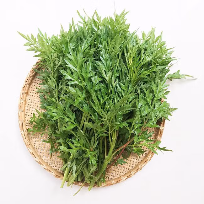 Trên chợ mạng và các sàn thương mại điện tử, rau sao nhái có giá bán khoảng 50.000 đồng/kg. Tuy nhiên, số lượng rất ít nên không dễ mua được. Ảnh: Internet