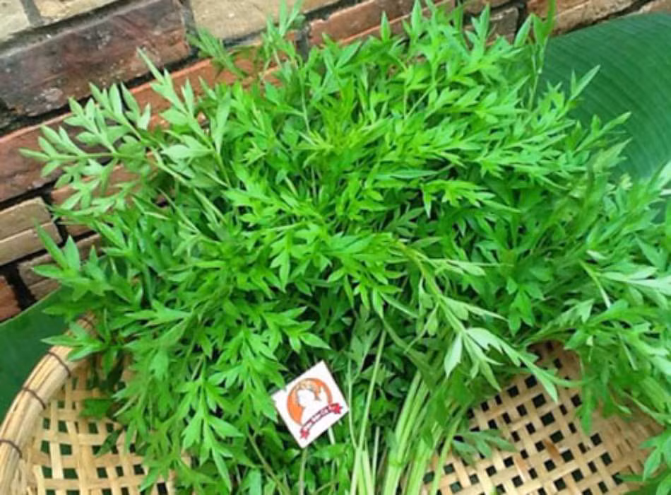 Ngày nay, rau sao nhái hiếm hơn nhưng được ưa chuộng nên nhiều gia đình trồng rồi bán ra thị trường. Ảnh: Internet