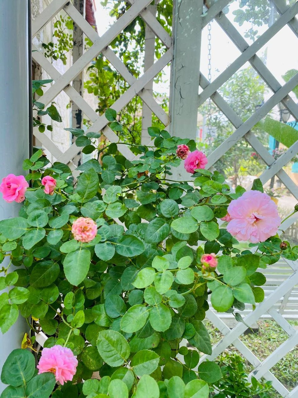 Trong khu vườn, Vy Oanh trồng đủ các loại hoa rực rỡ.