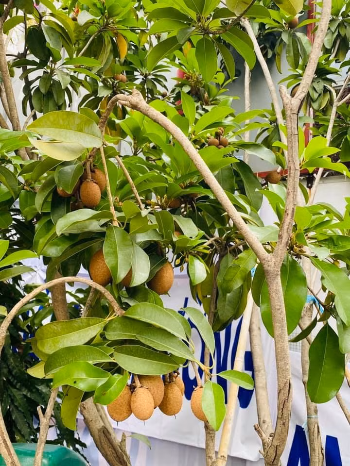 Hồng xiêm sai trĩu quả.