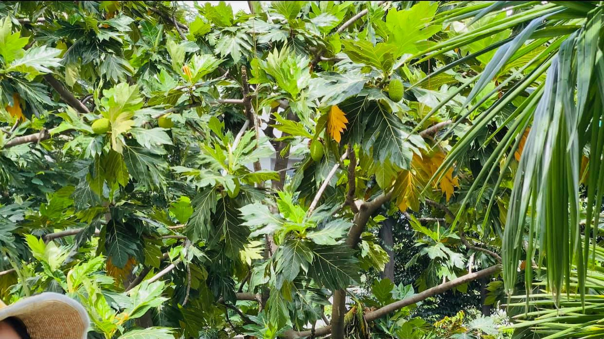 Cây sake lúc lỉu trái non.