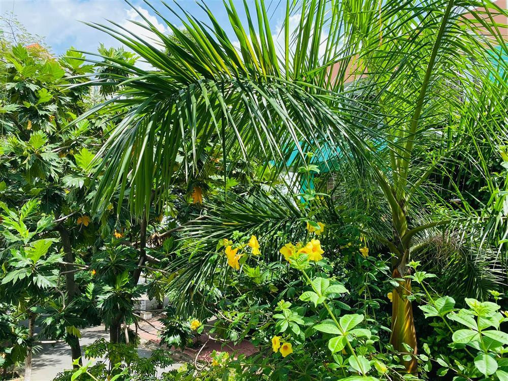 Ngoài hoa, Vy Oanh còn trồng đủ các loại cây ăn trái.