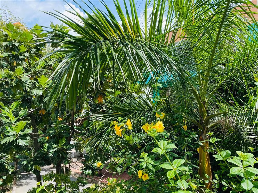 Ngoài hoa, Vy Oanh còn trồng đủ các loại cây ăn trái.