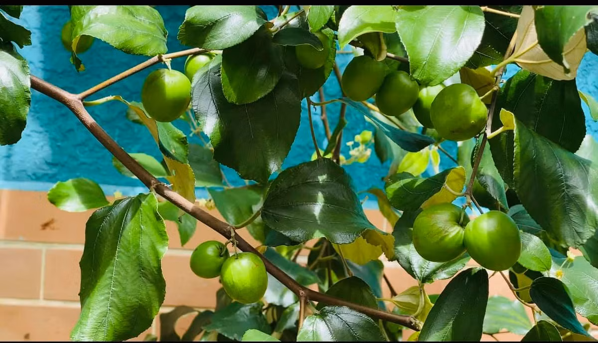 Biệt thự của Vy Oanh ngập tràn trái cây.