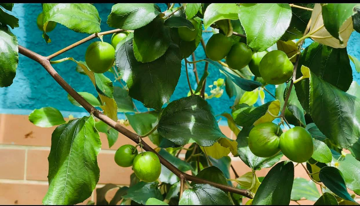 Biệt thự của Vy Oanh ngập tràn trái cây.