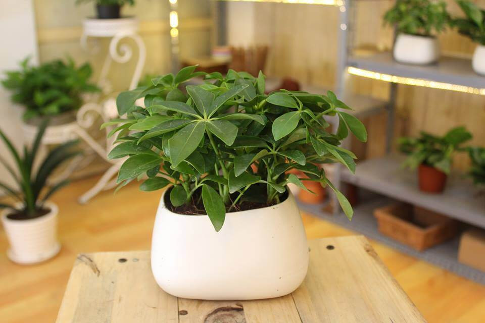 Ngũ gia bì được ưa chuộng bởi dễ trồng, dễ chăm sóc. Theo phong thủy, cây này giúp cho gia đình có được sự đoàn kết, ổn định tài vận. Nhiều người quan niệm đây là một cây sang trọng, mang đến nhiều tiền tài cho gia chủ. Nguồn ảnh: Getty Image