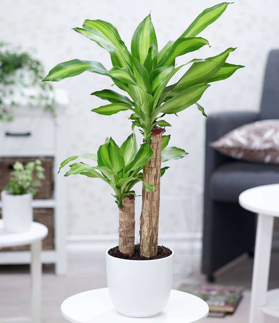 Cây phát tài được xem là loại cây giúp thúc đẩy tài khí cực mạnh. Cây thường được các gia đình trưng vào dịp Tết để cầu mong mọi điều như ý, công việc thuận lợi, tiền bạc sẽ đến trong năm mới.