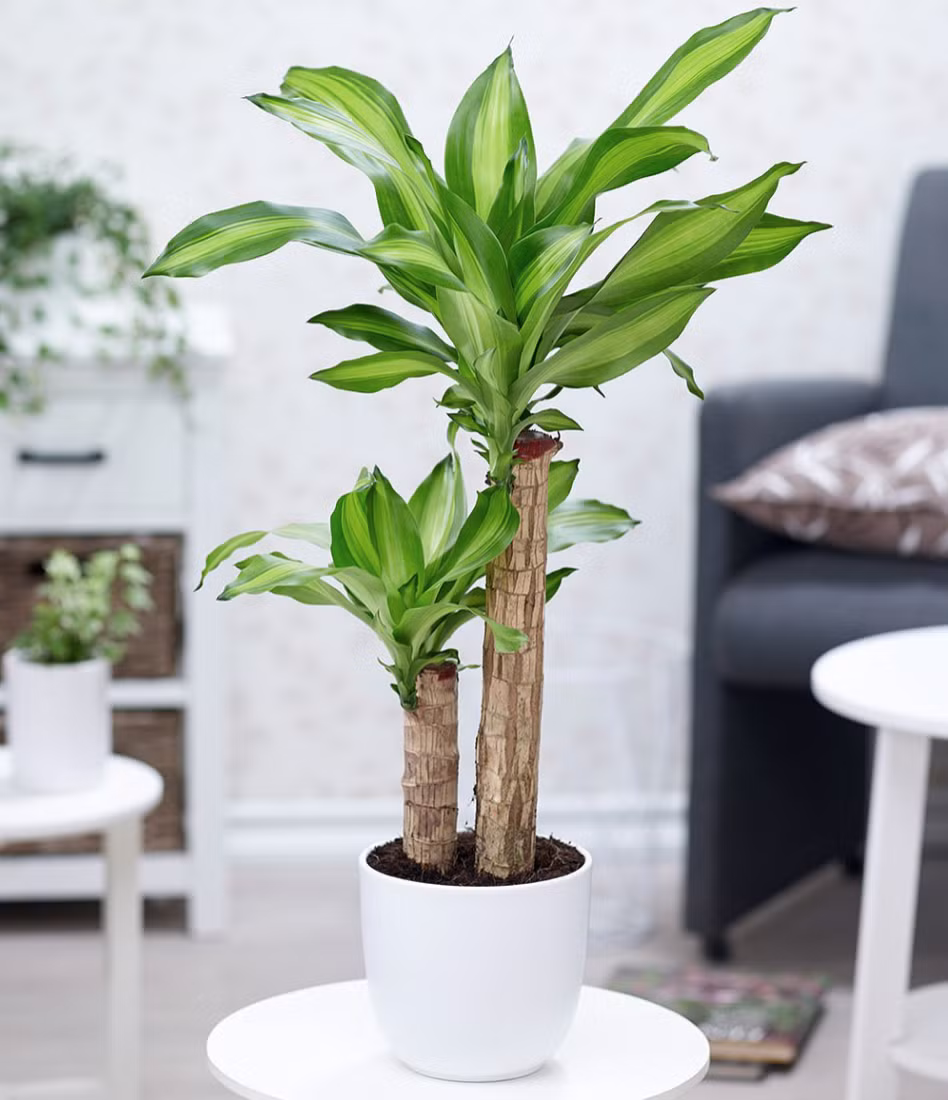 Cây phát tài được xem là loại cây giúp thúc đẩy tài khí cực mạnh. Cây thường được các gia đình trưng vào dịp Tết để cầu mong mọi điều như ý, công việc thuận lợi, tiền bạc sẽ đến trong năm mới.