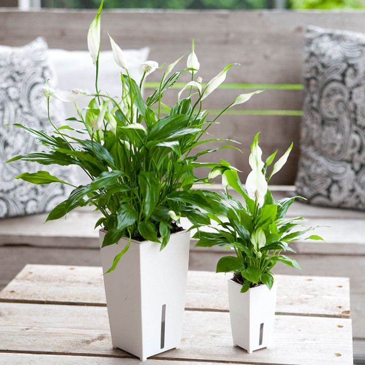 Cây lan ý thường được gia chủ trưng trong nhà bởi có tác dụng xua đuổi vận xui, tăng vượng khí, phòng tránh được tiểu nhân dòm ngó, chơi xấu.