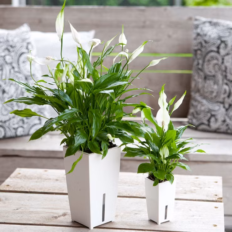 Cây lan ý thường được gia chủ trưng trong nhà bởi có tác dụng xua đuổi vận xui, tăng vượng khí, phòng tránh được tiểu nhân dòm ngó, chơi xấu.