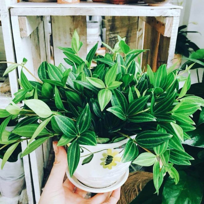 Đúng như tên gọi, cây bình an có ngụ ý những điều tốt lành, có tác dụng giúp cầu bình an, cầu phúc. Cây bình an thích hợp đặt tại các vị trí như phòng khách, ban công.