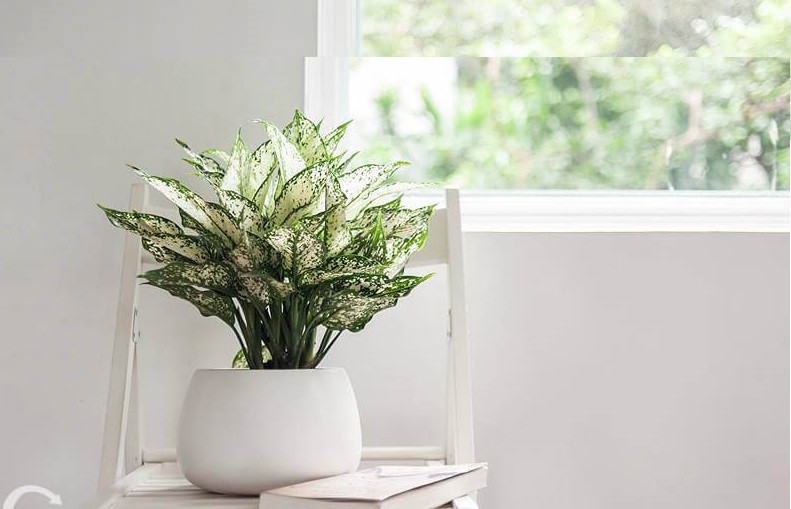 Ngọc ngân là cây trồng quen thuộc tại các văn phòng, nhà ở hay quán cà phê. Nếu chủ nhân là một người có chức vụ công danh, trồng cây phong thủy ngọc ngân trong nhà sẽ giúp mang đến sự hanh thông và đạt được đỉnh cao trong sự nghiệp.