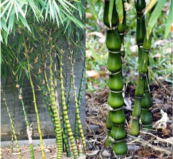 Cây trúc quan âm không chỉ cuốn hút với hình dáng bên ngoài mà còn có tác dụng trong việc thanh lọc không khí. Bên cạnh đó, cây cũng mang ý nghĩa tích cực trong phong thủy như mang lại sự phú quý, giàu sang, vượng khí tốt lành cho người trồng.