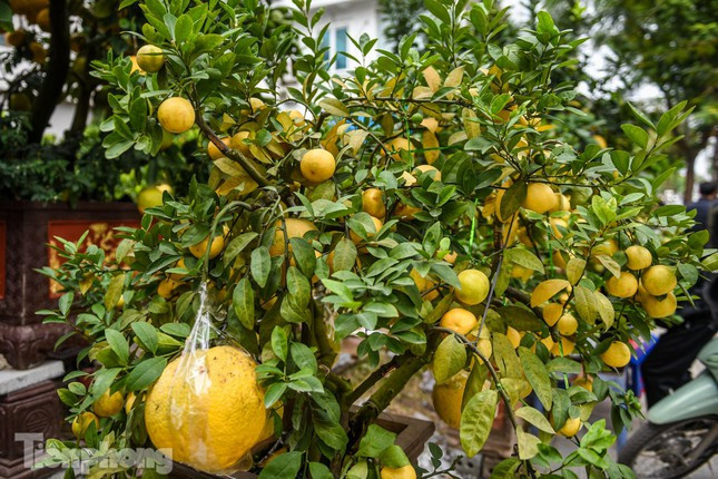 Tuỳ thuộc vào gốc to hay nhỏ, mỗi chậu bưởi cảnh sẽ có giá dao động từ 10-50 triệu đồng.