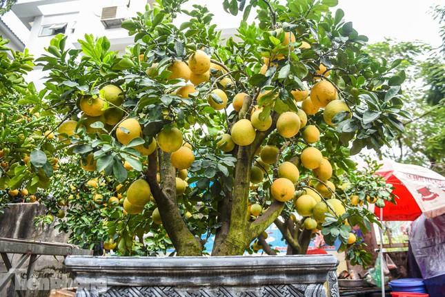 Những chậu bưởi cảnh ở đây thường có tuổi đời từ 35-40 năm, trên 100 quả.