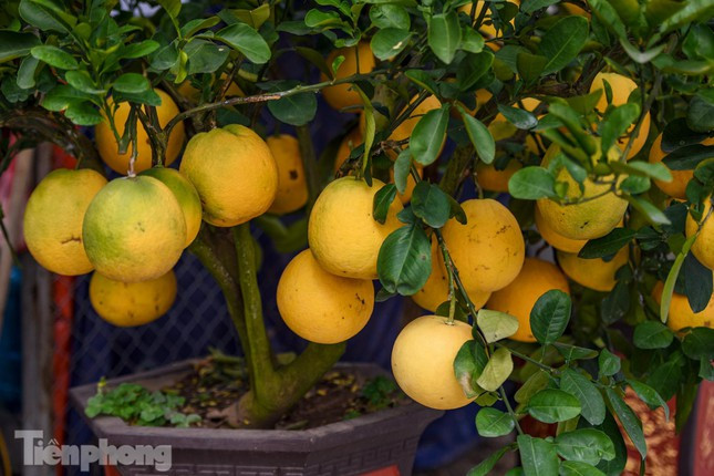 Các trái bưởi trĩu cành với màu vàng bắt mắt gợi sự sung túc cho gia chủ trong năm mới.