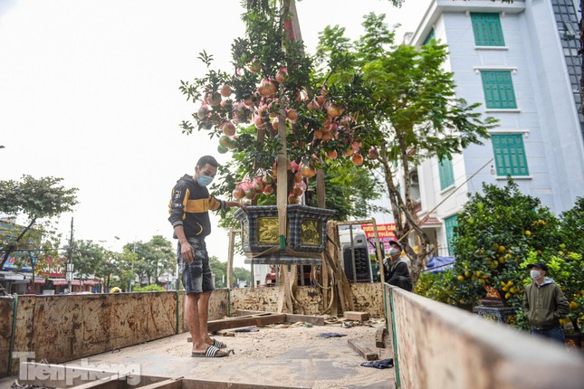Chủ vườn đang tất bật vận chuyển cây cảnh chơi Tết từ vườn xuống phố để bày bán phục vụ nhu cầu mua sắm của người dân Thủ đô.