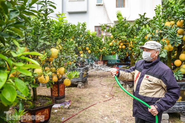 Ông Kim Thắng (huyện Hoài Đức, Hà Nội), chủ vườn bưởi cho biết, năm nay do ảnh hưởng của dịch COVID-19 nên sức mua đầu vụ giảm nhiều so với năm trước. Nhà vườn cũng đã giảm số lượng cây bằng một nửa năm ngoái, tập trung vào chất lượng để thỏa mãn khách hàng.