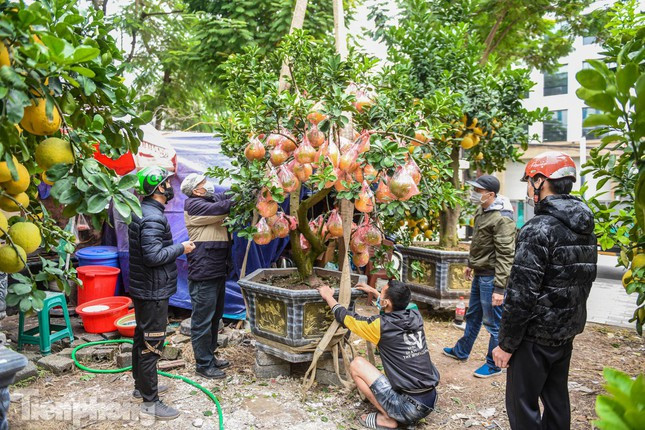 Để cây và quả phát triển đều chủ vườn phải ghép quả từ tháng 4, sau khi ghép vài tháng quả mới to lên và chín đều đúng dịp Tết Âm lịch.