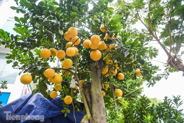 Được biết, những cây bưởi tại vườn ông Thắng là giống bưởi Diễn, cho ra quả một năm một lần và đúng vào dịp Tết.