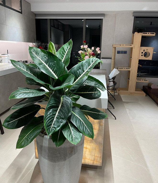 MC Trấn Thành cũng tỏ ra không hề kém cạnh. Vợ chồng nam danh hài sở hữu nhiều bất động sản, trong đó phải kể đến căn nhà mới chuyển về được cho giá trị tới 20 tỷ đồng. Ảnh: FBNV