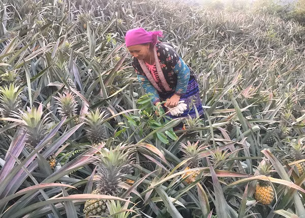 Nhiều năm nay, dứa trở thành cây trồng chủ đạo giúp người dân tại làm giàu. Trung bình mỗi ha dứa có thể đem lại sản lượng lên đến 14 tấn/vụ. Ảnh: Dân Việt