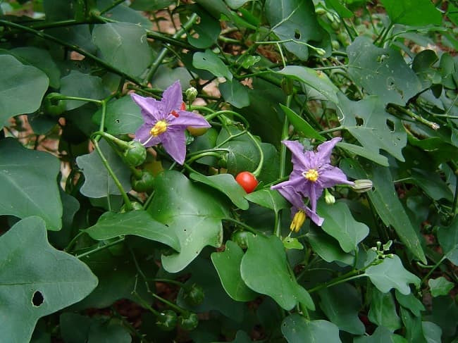 Cà gai leo thường ra hoa vào tháng 4-9, tạo quả vào tháng 9-12. Mỗi năm, cà gai leo có thể thu hoạch được 3 vụ, mỗi ha cho năng suất khoảng 2 tấn/vụ. Ảnh: Internet