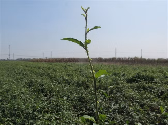 Tại nhiều địa phương như Hòa Bình, Thanh Hóa, Hưng Yên...cà gai leo được lựa chọn là loại cây trồng mang lại giá trị kinh tế cao. Ảnh: Dân Việt