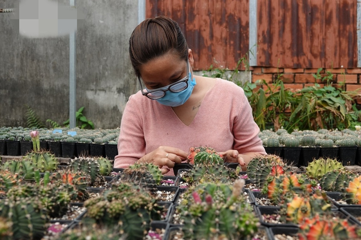 Chị Trần Hồng Thảo (sinh năm 1992) ở khu dân cư Ngân Thuận, quận Bình Thủy, TP.Cần Thơ đã khởi nghiệp thành công từ tình yêu với cây xương rồng, sen đá. Ảnh: VOV