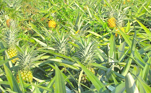 Ưu điểm của dứa là trồng một lần ăn suốt 3-5 năm mới trồng lại. Ảnh: Dân trí