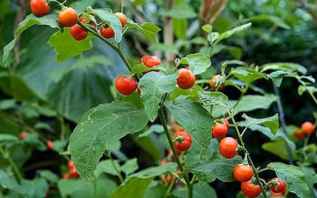 Bat ngo 3 loai cay “toan gai” giup nguoi Viet hai ra tien