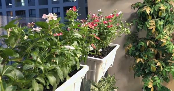 Tại khu vực ban công, Lâm Khánh Chi trồng thêm hoa để tô điểm cho căn nhà. Ảnh: Giadinh