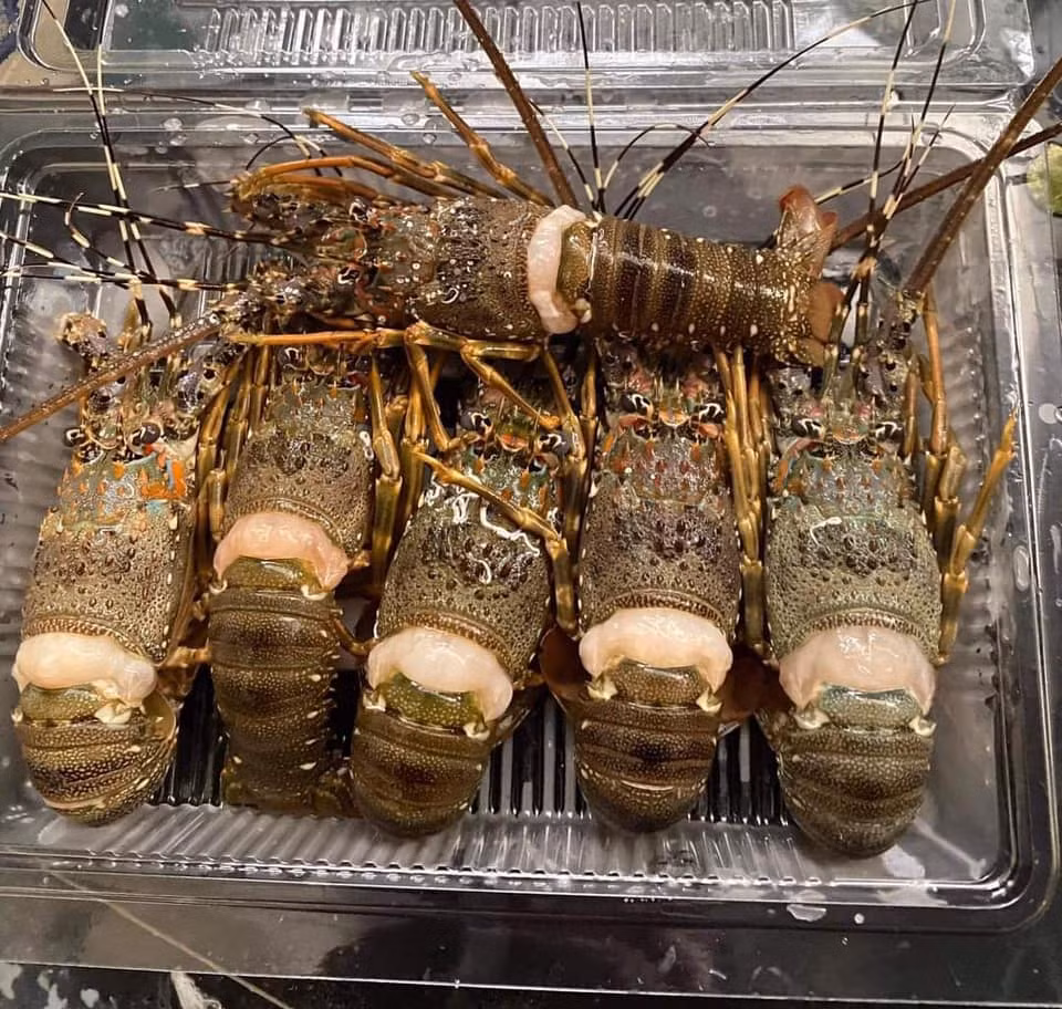 Theo anh Bình, tôm hùm sống giá cả triệu đồng, giờ mưa bão bị chết, thương lái trả 70.000-80.000 đồng/kg cả tôm bông lẫn tôm xanh. Ảnh: Facebook