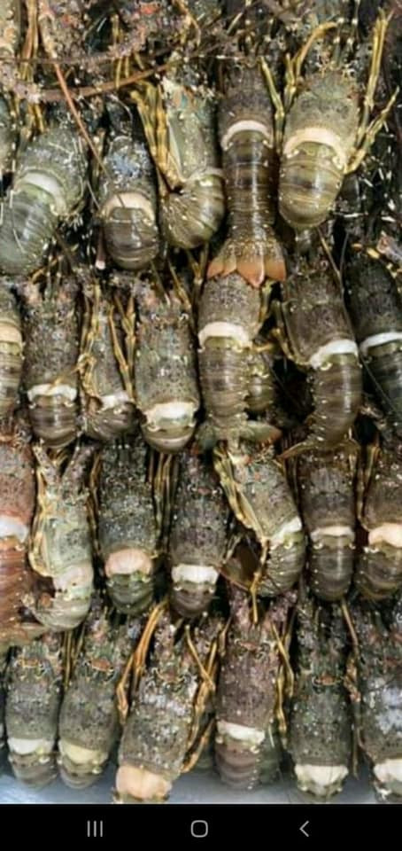 Khi được hỏi về mức giá "siêu rẻ" này, tiểu thương cho biết đây là loại tôm hùm mini, ngộp bể nên có giá rẻ. Ảnh: Facebook