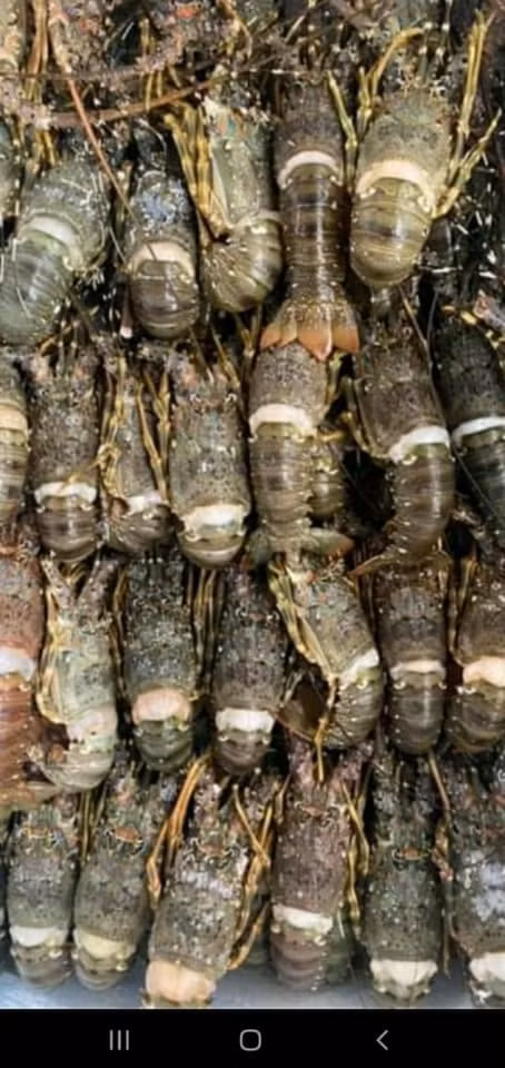 Khi được hỏi về mức giá "siêu rẻ" này, tiểu thương cho biết đây là loại tôm hùm mini, ngộp bể nên có giá rẻ. Ảnh: Facebook