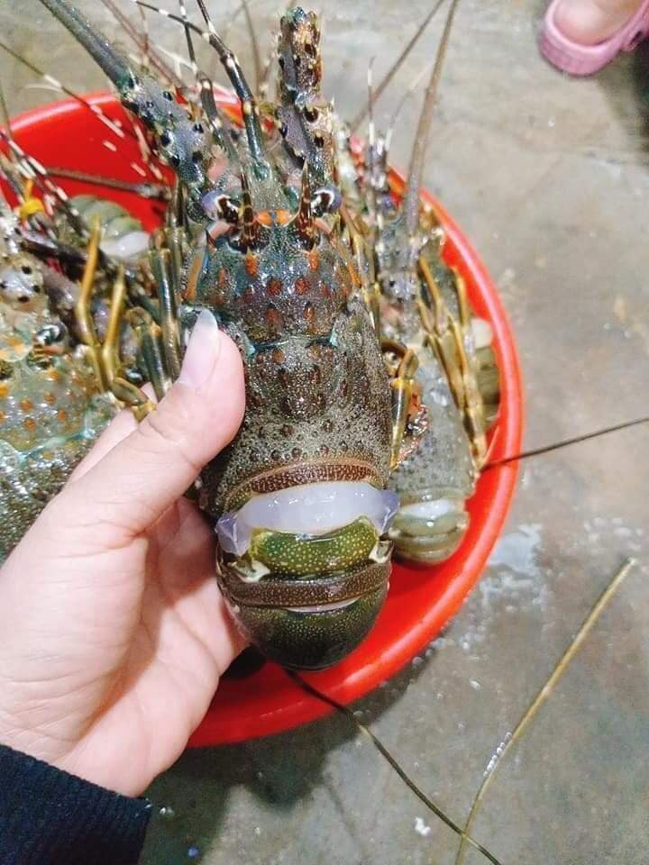 Do đó, khi mua tôm hùm, người tiêu dùng cần lựa chọn những địa chỉ uy tín để tránh mua phải hàng kém chất lượng, ảnh hưởng đến sức khỏe. Ảnh: Facebook