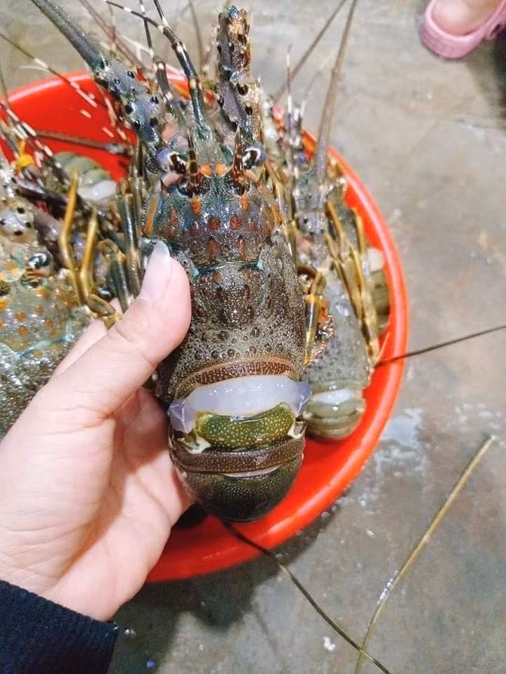 Do đó, khi mua tôm hùm, người tiêu dùng cần lựa chọn những địa chỉ uy tín để tránh mua phải hàng kém chất lượng, ảnh hưởng đến sức khỏe. Ảnh: Facebook