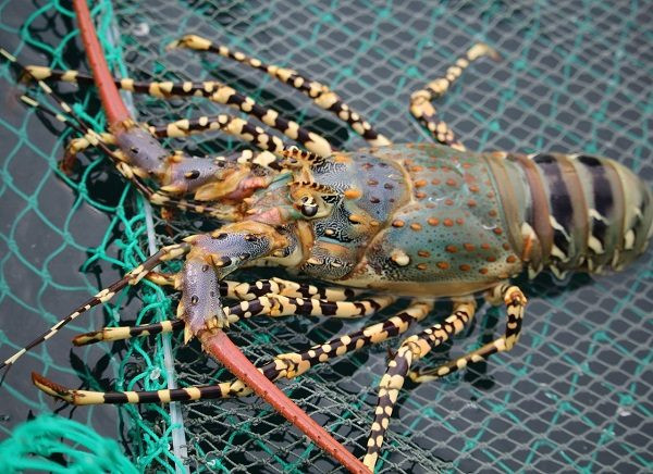 Trong khi đó, tại một số cửa hàng hải tươi sống tại Hà Nội và TP HCM, tôm hùm xanh sống có giá từ 660.000 - 750.000 đồng/kg loại 3-4con/kg. Ảnh: Haisanbaba