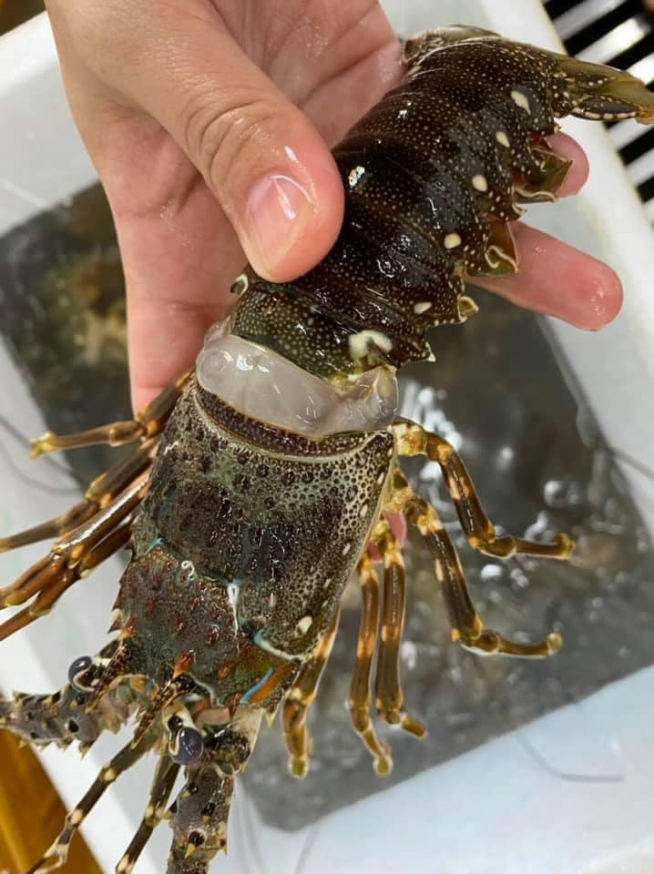 Chia sẻ trên Dân Việt, anh Bùi Văn Bình (trú tại Sông Cầu, Phú Yên) cho biết, do ảnh hưởng của áp thấp nhiệt đới, gần 1 tuần nay xảy ra tình trạng tôm hùm chết hàng loạt. Ảnh: Facebook