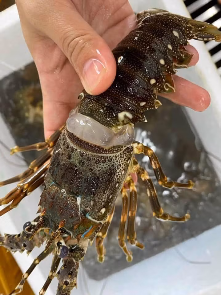 Chia sẻ trên Dân Việt, anh Bùi Văn Bình (trú tại Sông Cầu, Phú Yên) cho biết, do ảnh hưởng của áp thấp nhiệt đới, gần 1 tuần nay xảy ra tình trạng tôm hùm chết hàng loạt. Ảnh: Facebook