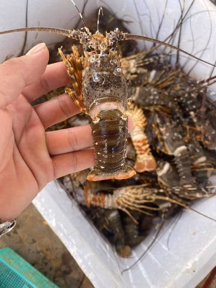 Chị Hoa (một khách hàng thường xuyên mua tôm hùm) nhận định, nhiều khả năng lượng tôm hùm chết do mưa lũ đã được các thương lái thu gom và bán ra thị trường với giá rẻ những ngày gần đây. Ảnh: Facebook