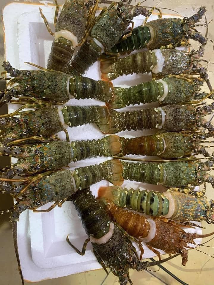 Chủ một cửa hàng hải sản tại Hà Nội cho rằng tôm hùm giá rẻ đang bán đầy chợ mạng có thể là tôm hùm chết do mưa bão, chất lượng kém. Ảnh: Facebook