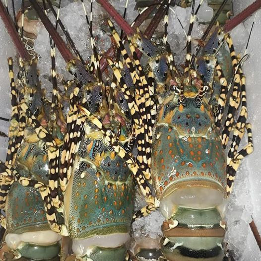 Không chỉ tôm hùm mini, tôm hùm loại to khoảng 3-5 lạng/con cũng được rao bán với giá chỉ từ 350.000 đồng/kg. Thậm chí, có người rao giá sỉ chỉ gần 200.000 đồng/kg. Ảnh: Facebook