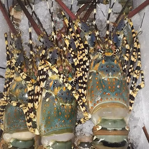 Không chỉ tôm hùm mini, tôm hùm loại to khoảng 3-5 lạng/con cũng được rao bán với giá chỉ từ 350.000 đồng/kg. Thậm chí, có người rao giá sỉ chỉ gần 200.000 đồng/kg. Ảnh: Facebook