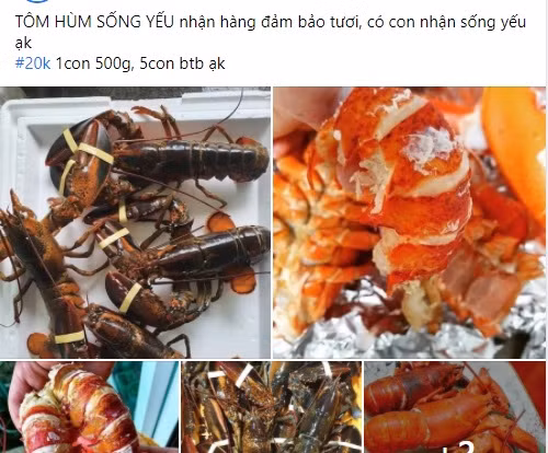  Tôm hùm vốn được coi là loại hải sản có giá đắt đỏ. Thông thường, để thưởng thức 1kg tôm hùm khách hàng phải chi ra số tiền không hề nhỏ. Tuy nhiên, trên chợ mạng xuất hiện nhiều bài đăng bán tôm hùm với giá rẻ chưa từng thấy, chỉ từ 20-39.000 đồng/con. Ảnh chụp màn hình