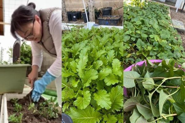 Hương Lan trồng nhiều loại cây khác nhau. Mỗi giống cây đều do vợ chồng bà sưu tầm và chăm sóc. Nguồn ảnh: FBNV