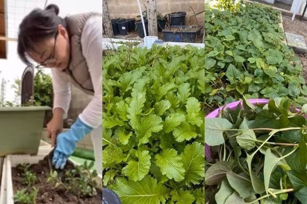 Hương Lan trồng nhiều loại cây khác nhau. Mỗi giống cây đều do vợ chồng bà sưu tầm và chăm sóc. Nguồn ảnh: FBNV