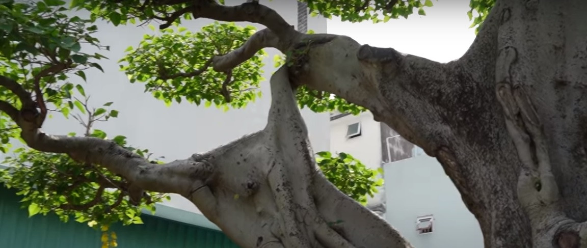 Hiện, gia đình anh đề xuất bán cây với mức giá 60 tỷ đồng. Anh P. cho biết, với công sức chăm sóc và dáng độc lạ của chậu cảnh, số tiền này là hoàn toàn hợp lỷ. Nguồn ảnh: chụp màn hình YouTube Đ.L.B.D